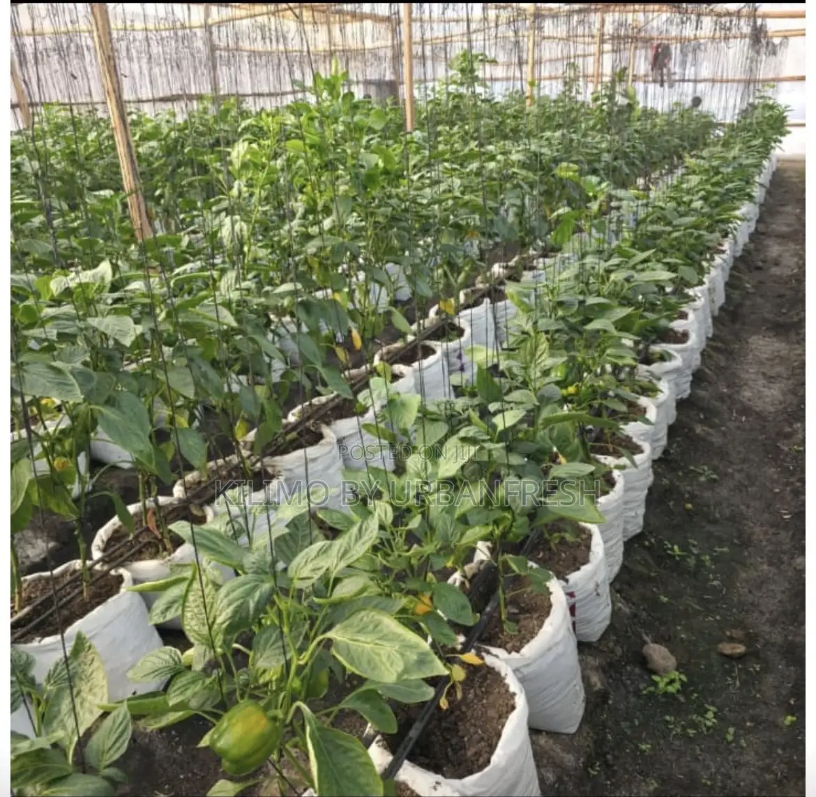 18 X 24 : White in Color 500gauge Seedling Bags 100pcs.