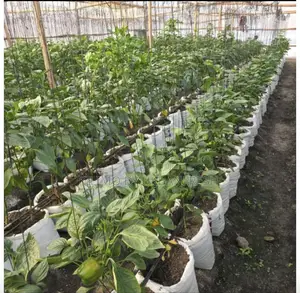 18 X 24 : White in Color 500gauge Seedling Bags 100pcs.