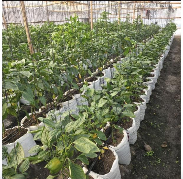 18 X 24 : White in Color 500gauge Seedling Bags 100pcs.