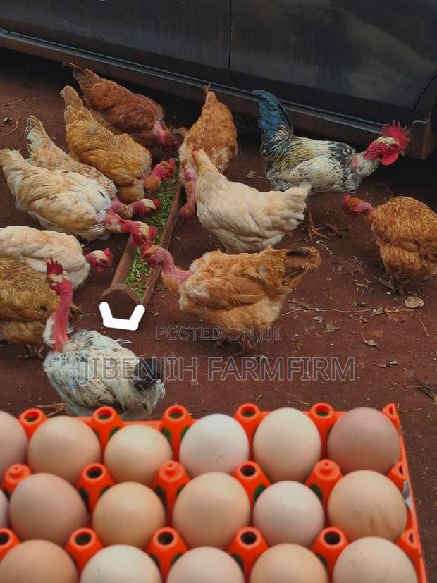 Pure Kienyeji Fertilized Eggs
