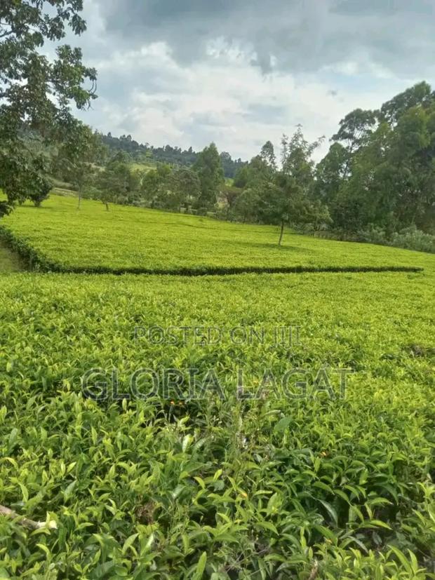Land With Tea Bushes - main view