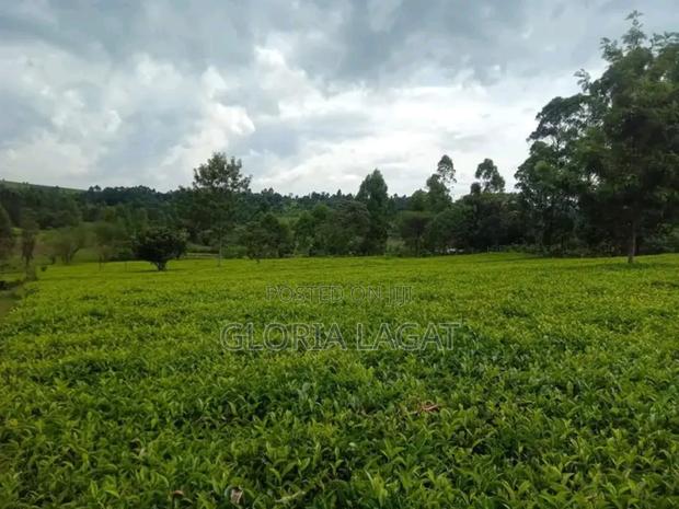 Land With Tea Bushes - thumbnail 3