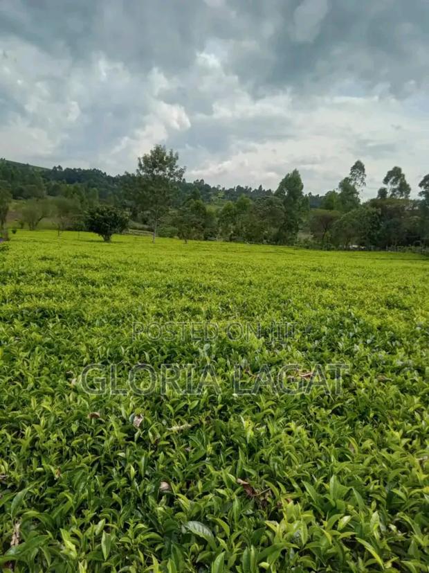 Land With Tea Bushes - thumbnail 4