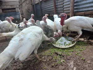 Adult Whilte Holland Turkeys for Sale