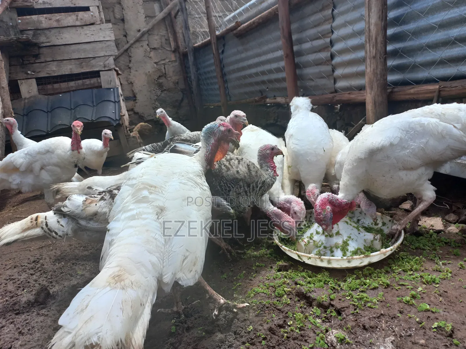 Adult Whilte Holland Turkeys for Sale