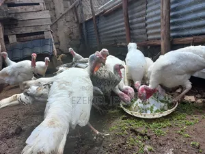 Adult Whilte Holland Turkeys for Sale