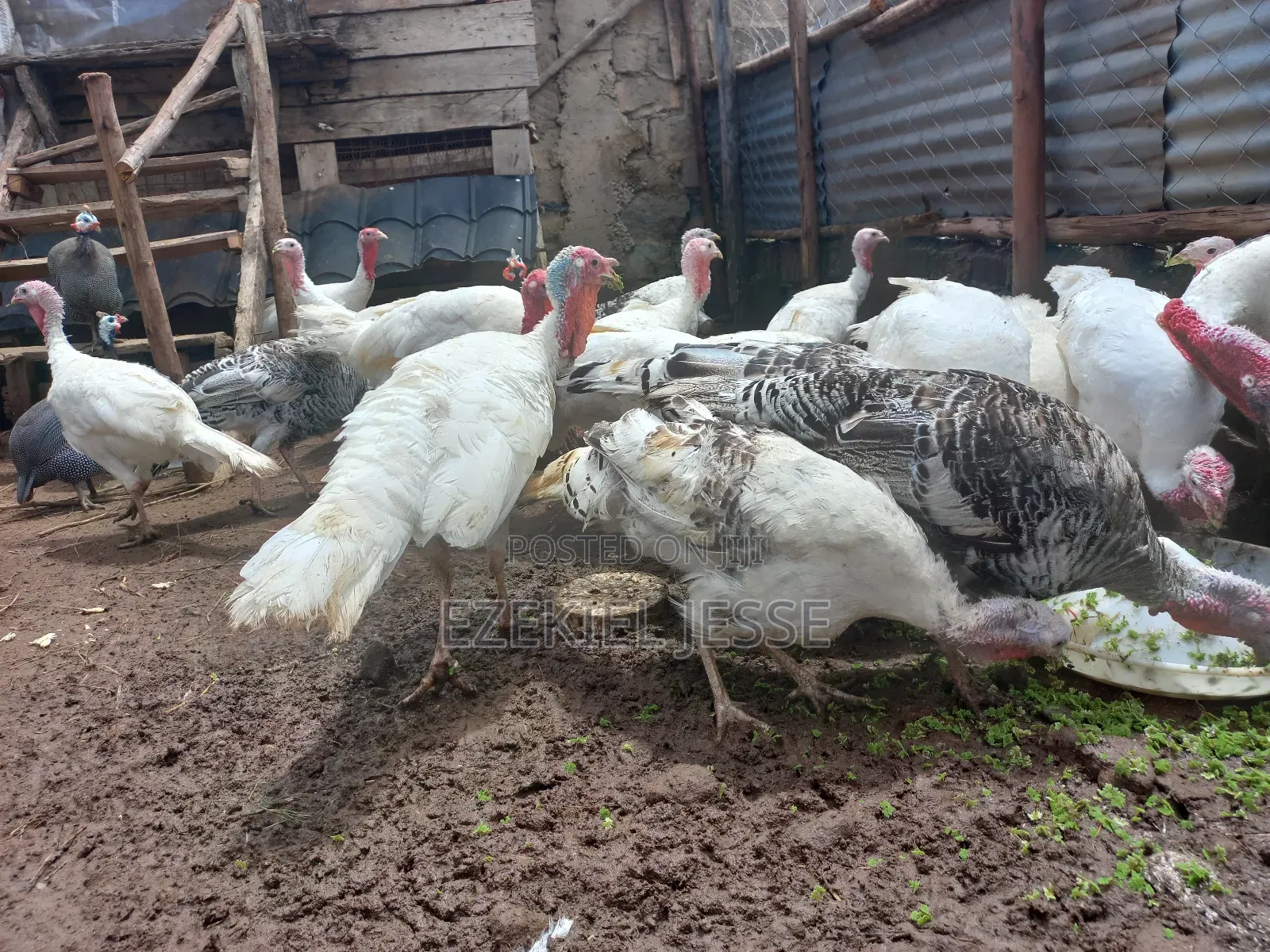 Adult Whilte Holland Turkeys for Sale