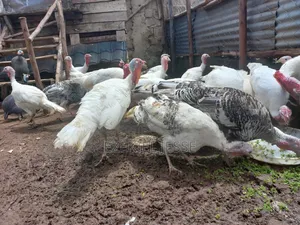 Adult Whilte Holland Turkeys for Sale