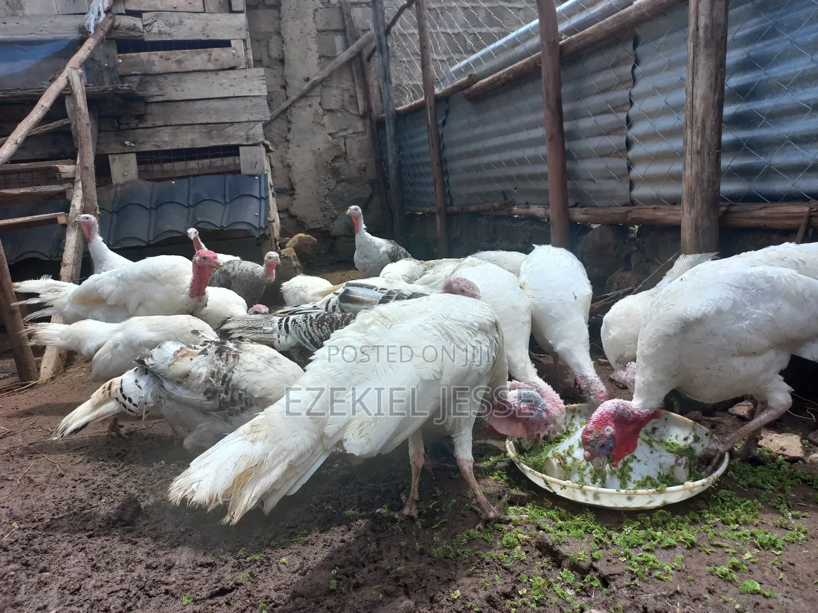 Adult Whilte Holland Turkeys for Sale