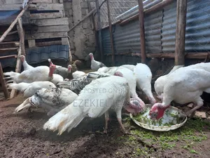 Adult Whilte Holland Turkeys for Sale