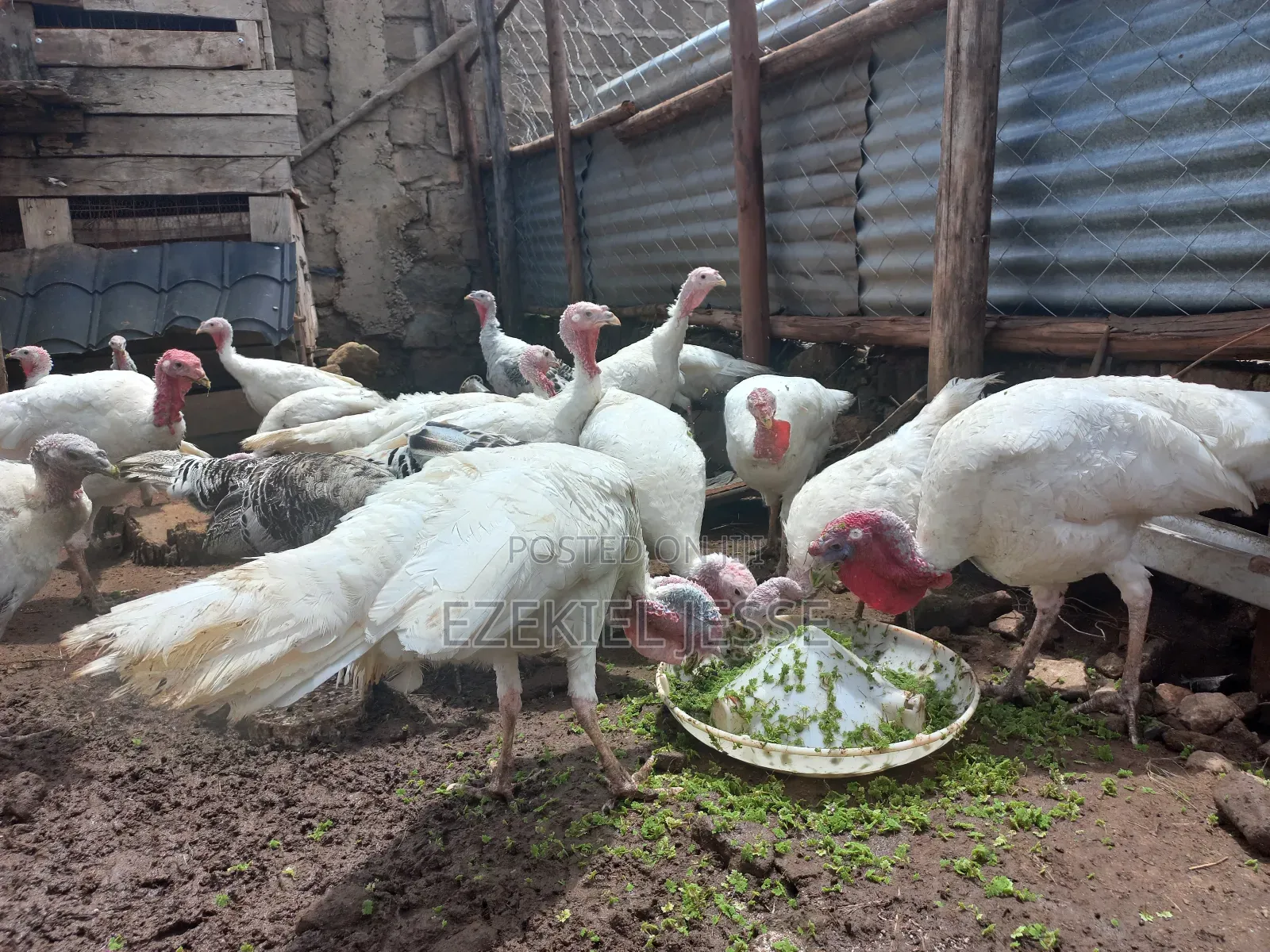 Adult Whilte Holland Turkeys for Sale