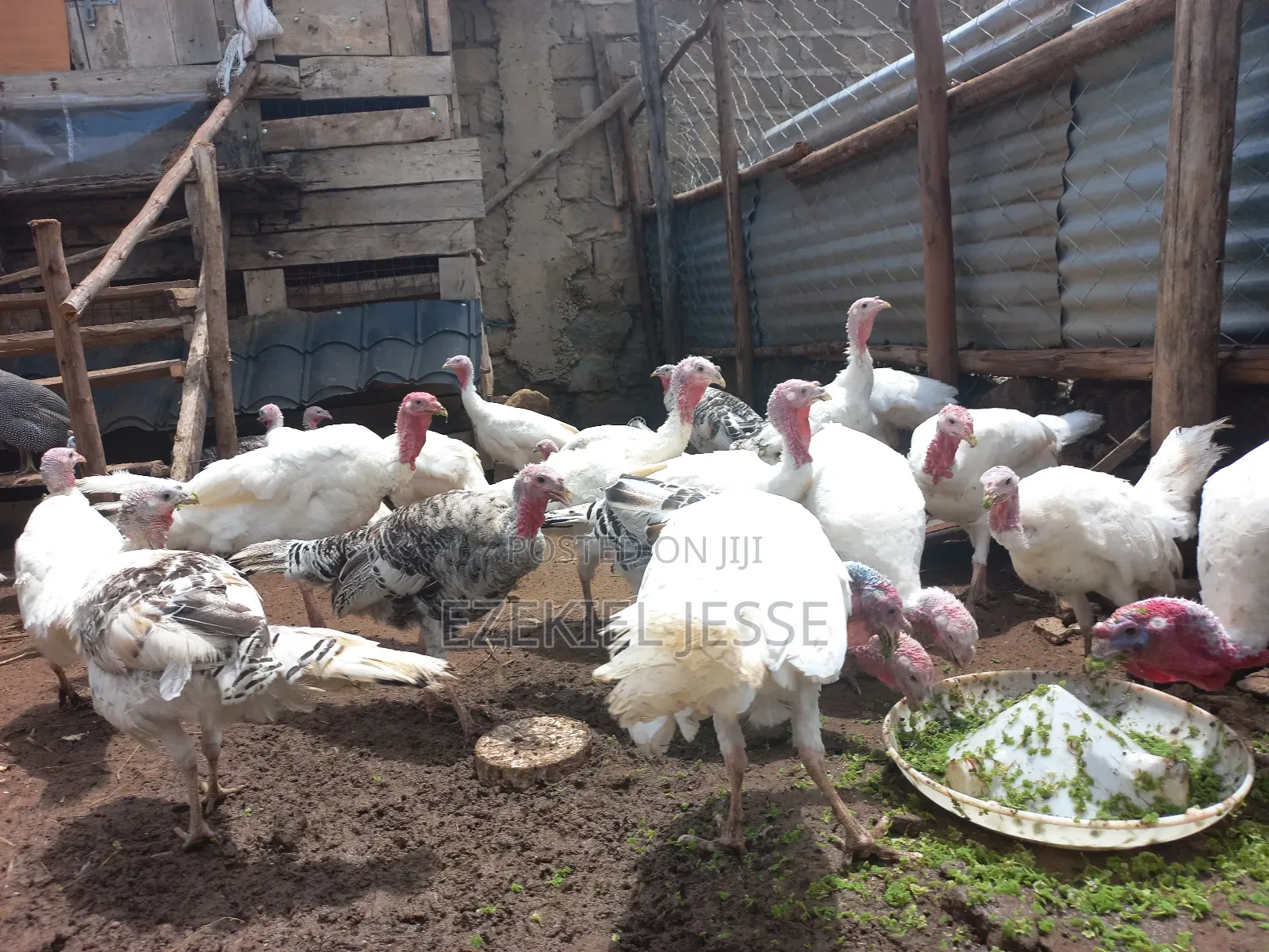 Adult Whilte Holland Turkeys for Sale