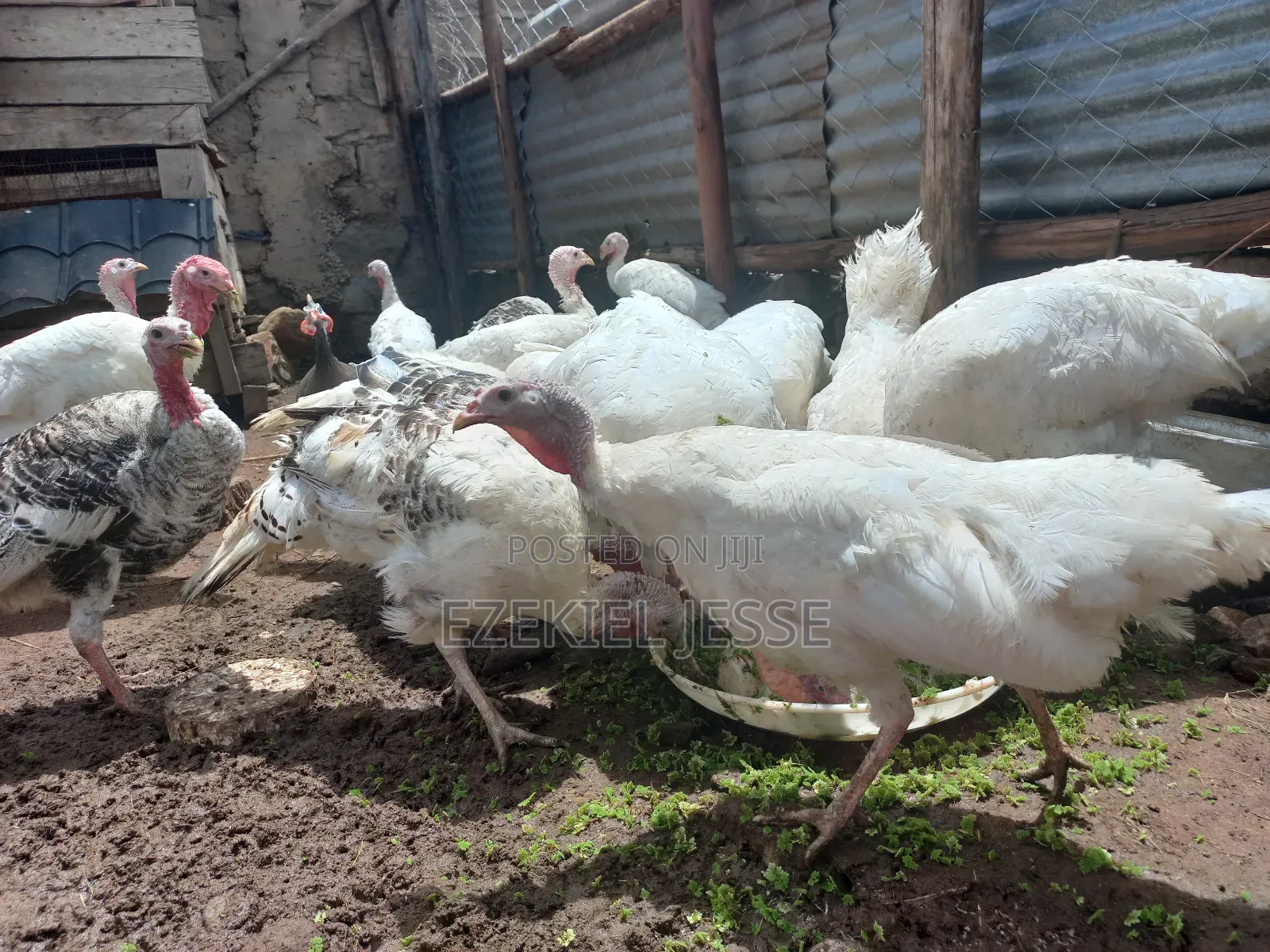 Adult Whilte Holland Turkeys for Sale