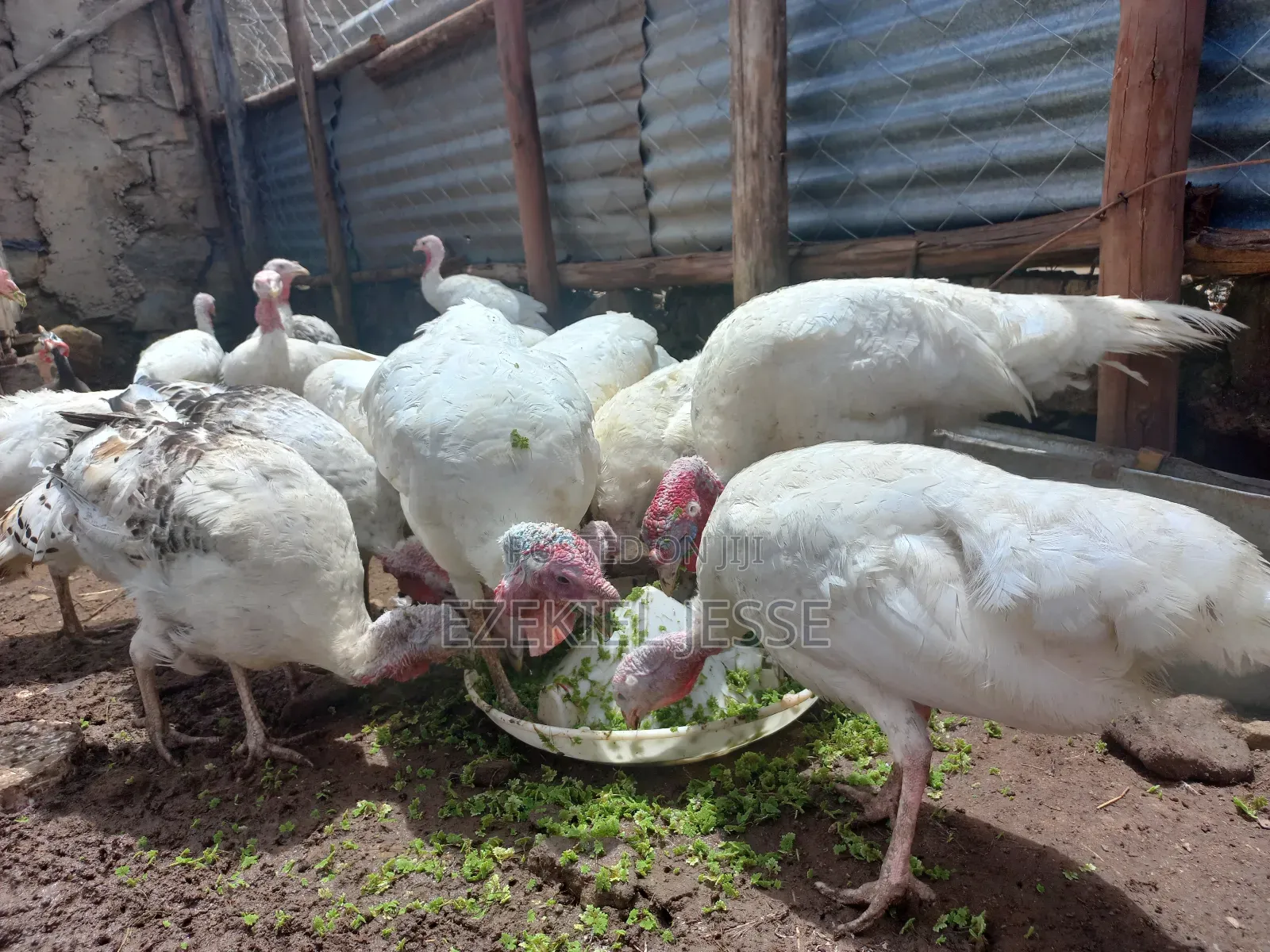 Adult Whilte Holland Turkeys for Sale