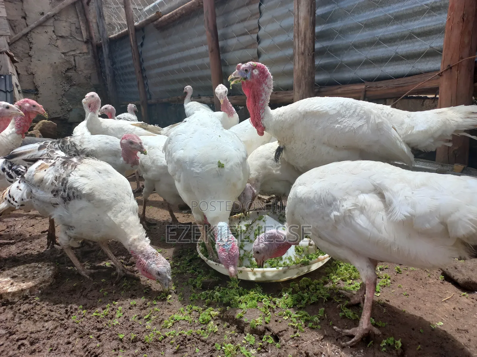 Adult Whilte Holland Turkeys for Sale