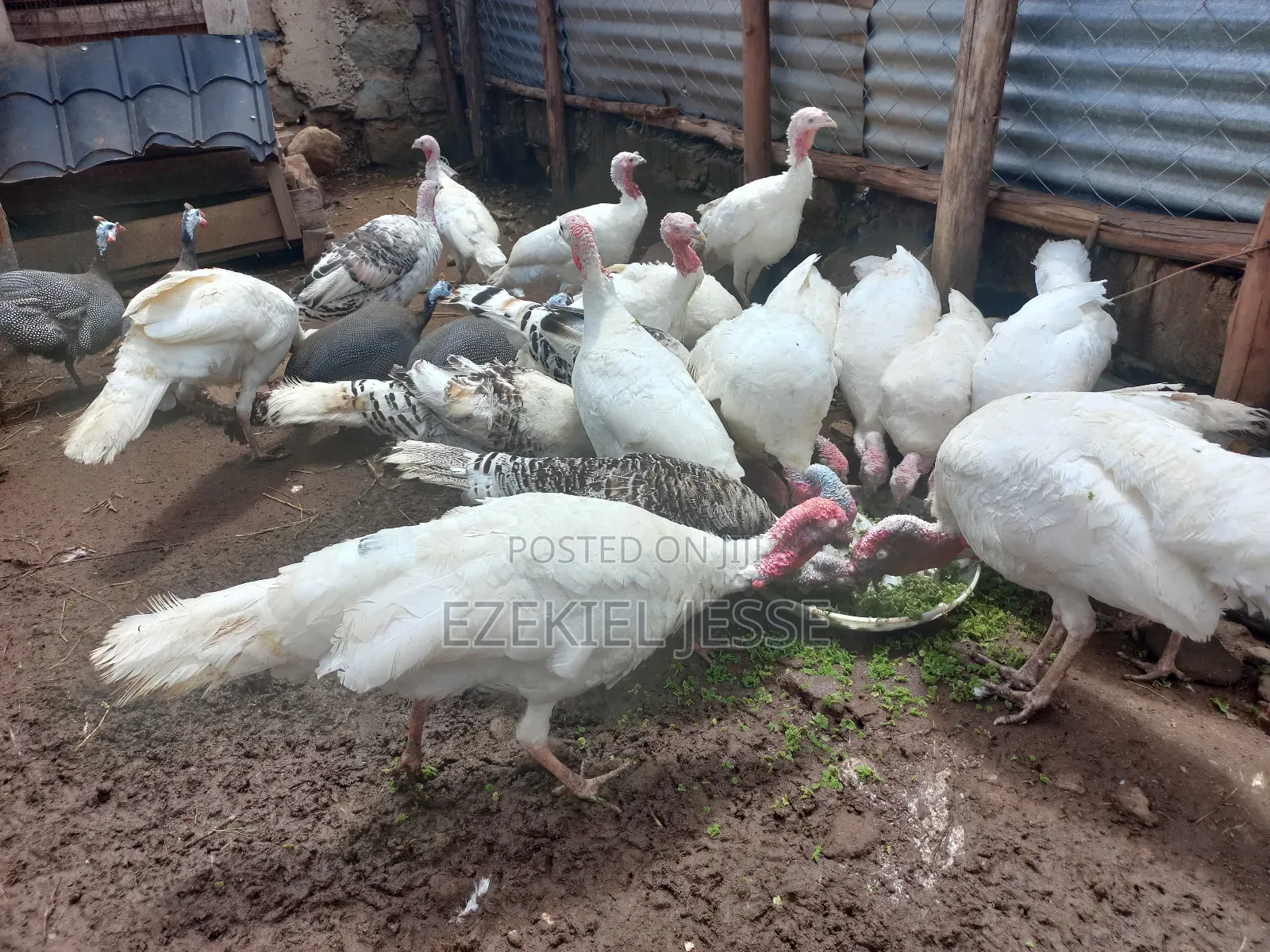 Adult Whilte Holland Turkeys for Sale
