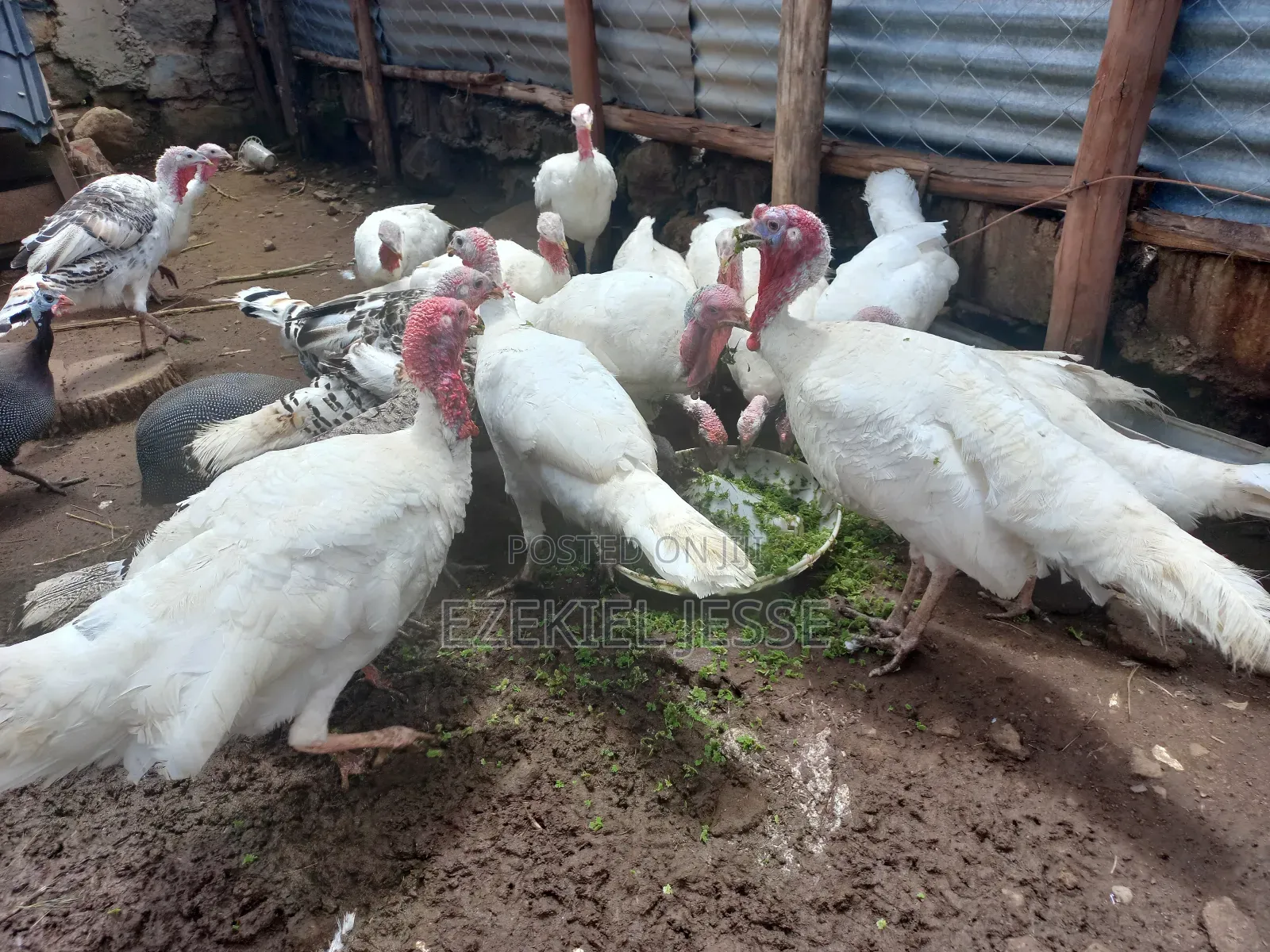 Adult Whilte Holland Turkeys for Sale
