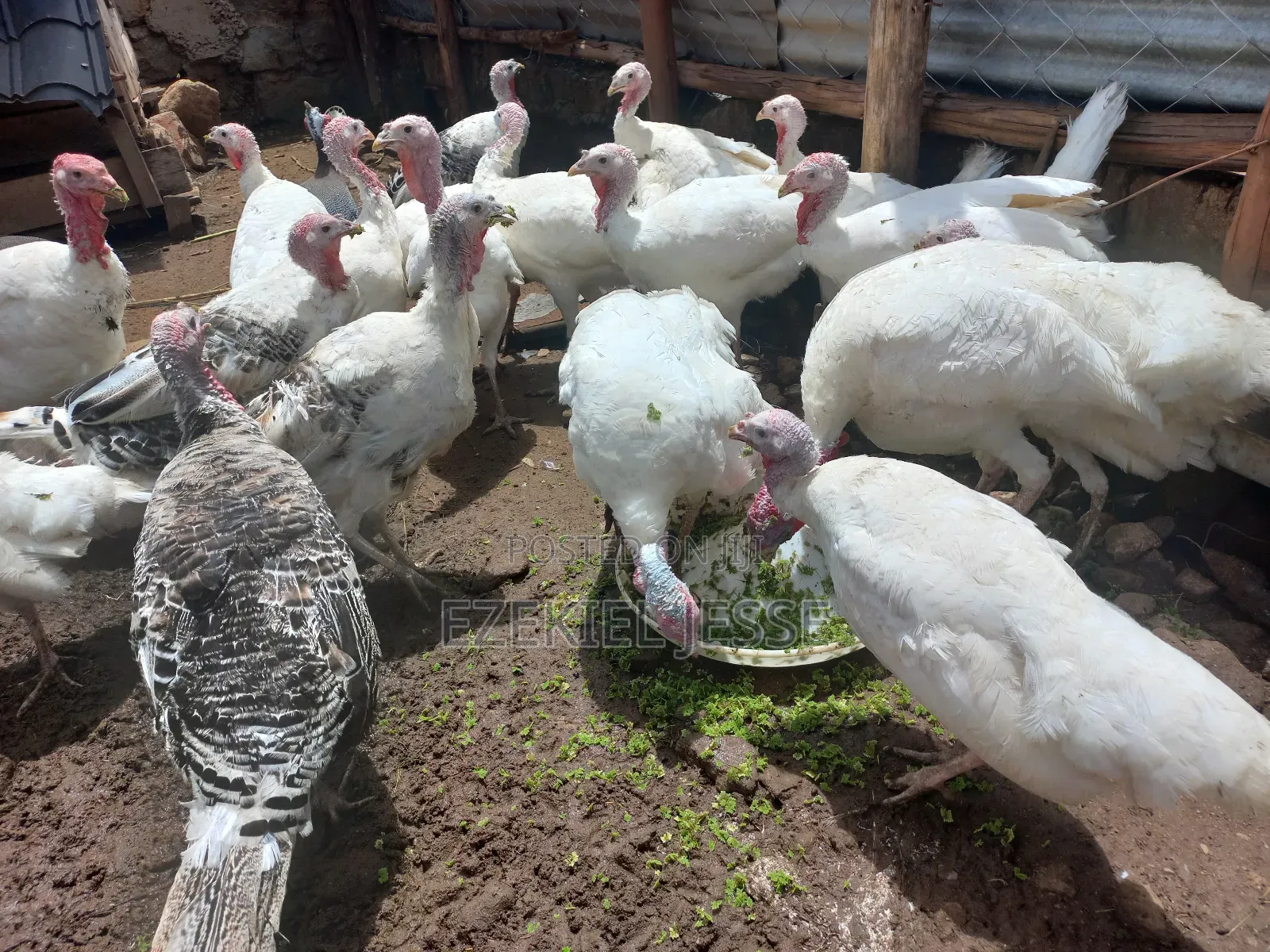 Adult Whilte Holland Turkeys for Sale