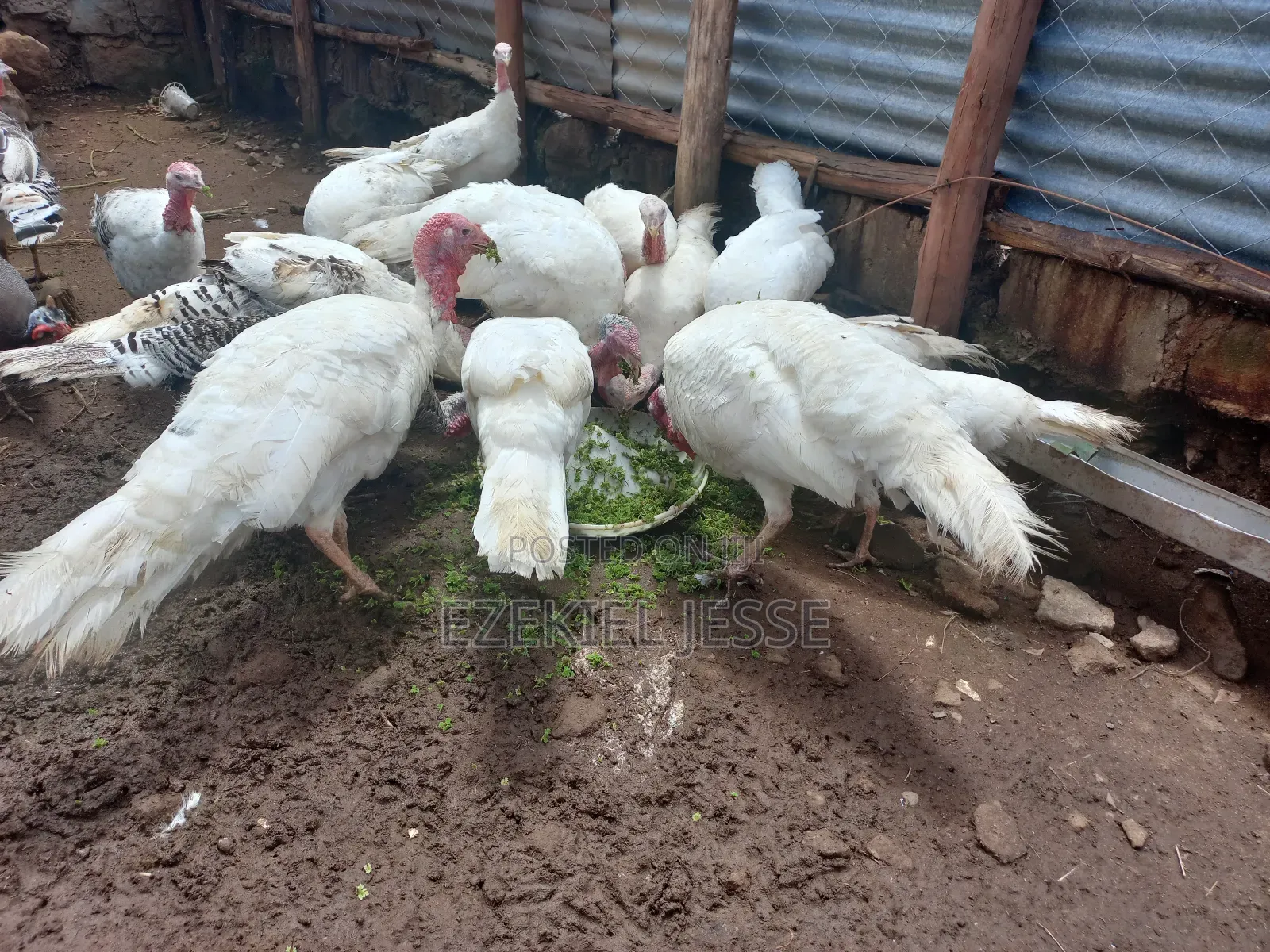 Adult Whilte Holland Turkeys for Sale