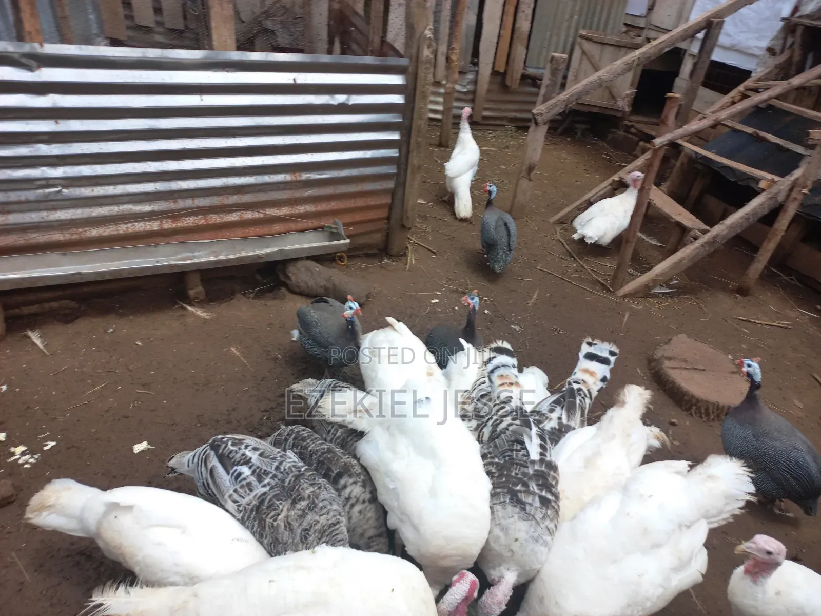 Adult Whilte Holland Turkeys for Sale