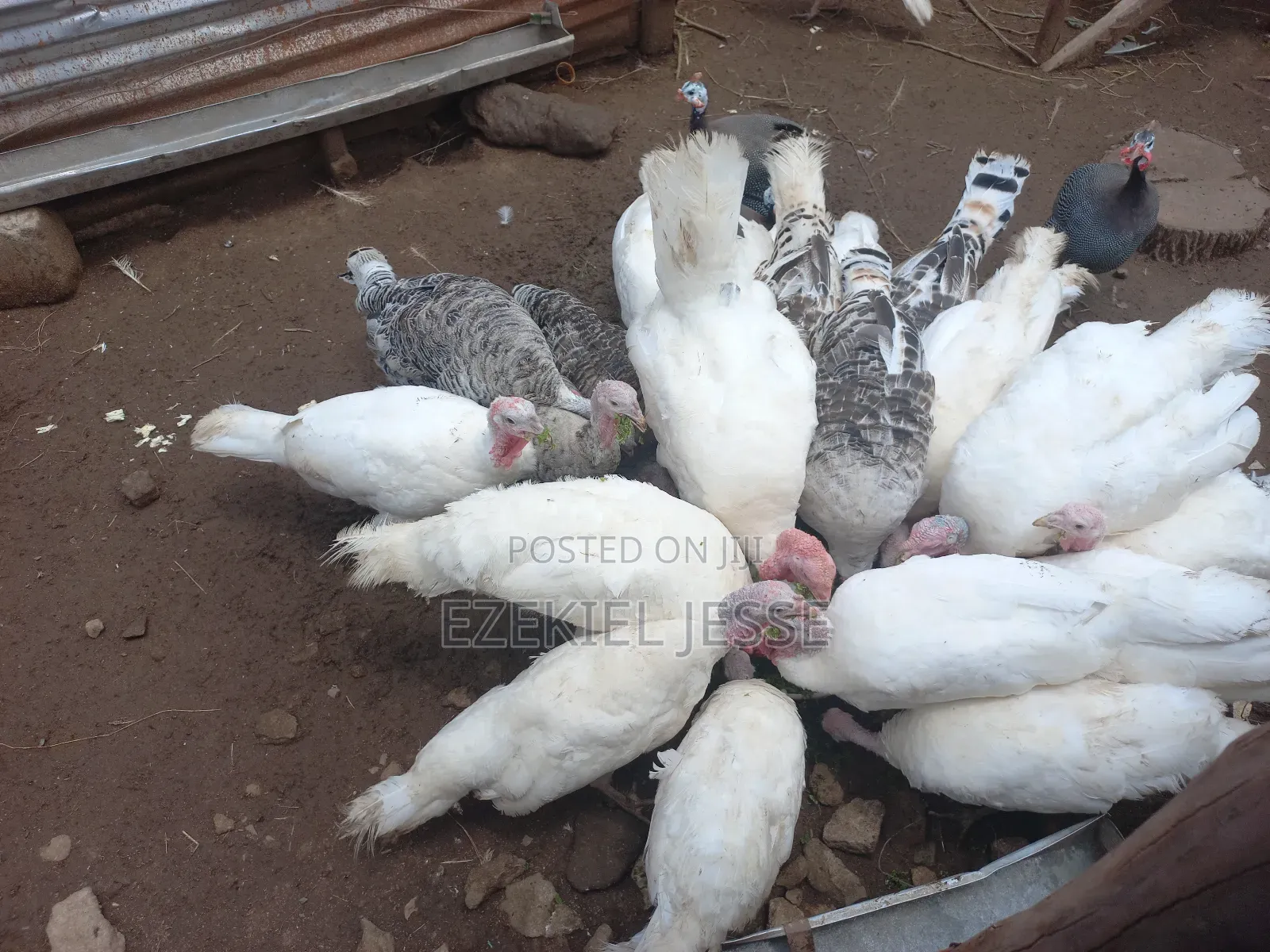 Adult Whilte Holland Turkeys for Sale