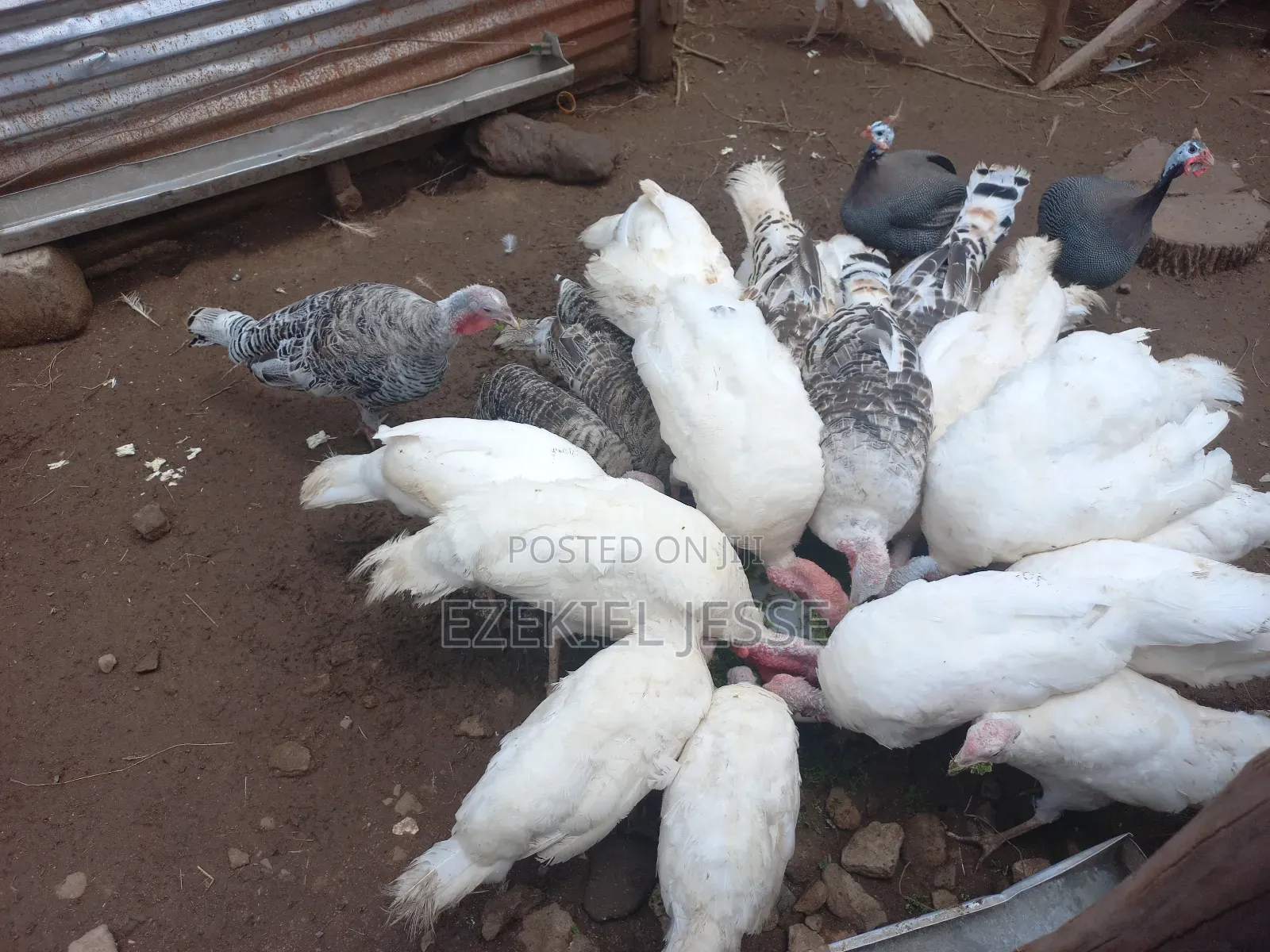 Adult Whilte Holland Turkeys for Sale
