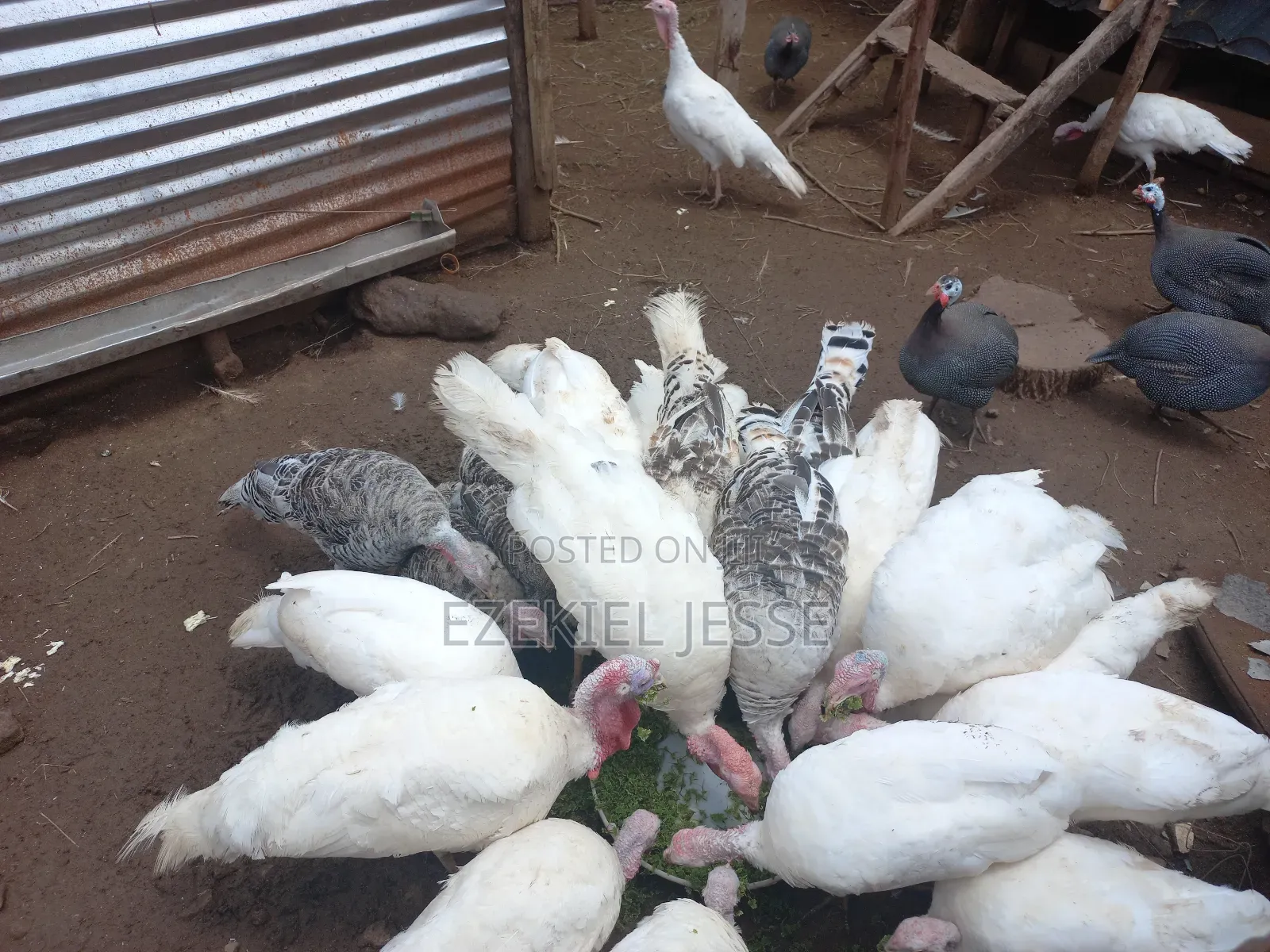 Adult Whilte Holland Turkeys for Sale