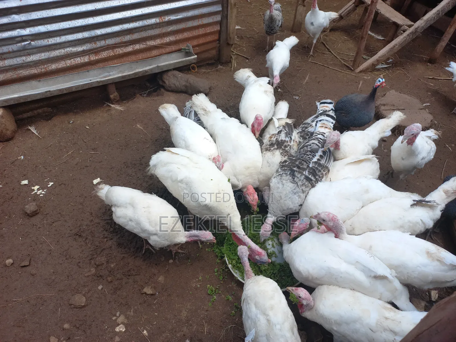Adult Whilte Holland Turkeys for Sale