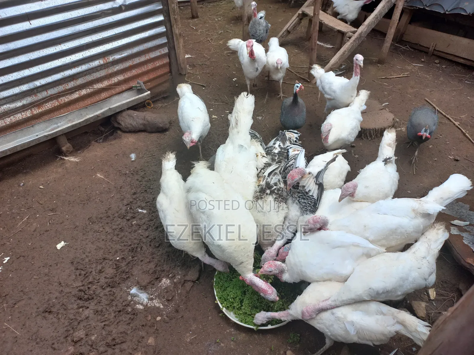 Adult Whilte Holland Turkeys for Sale