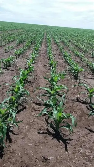 Lumax Herbicides In Nairobi