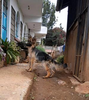 3-6 months Female Purebred German Shepherd - thumbnail 2
