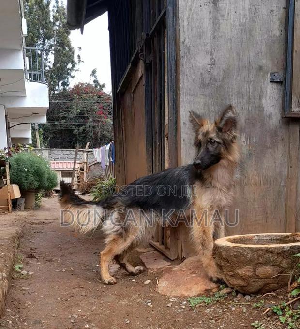 3-6 months Female Purebred German Shepherd - thumbnail 3