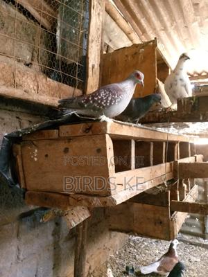 Speckeled Pigeon Pair - thumbnail 2
