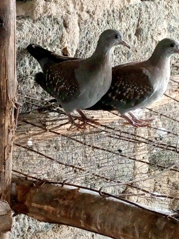 Speckeled Pigeon Pair - thumbnail 3