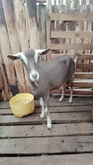 Female Dairy Goat