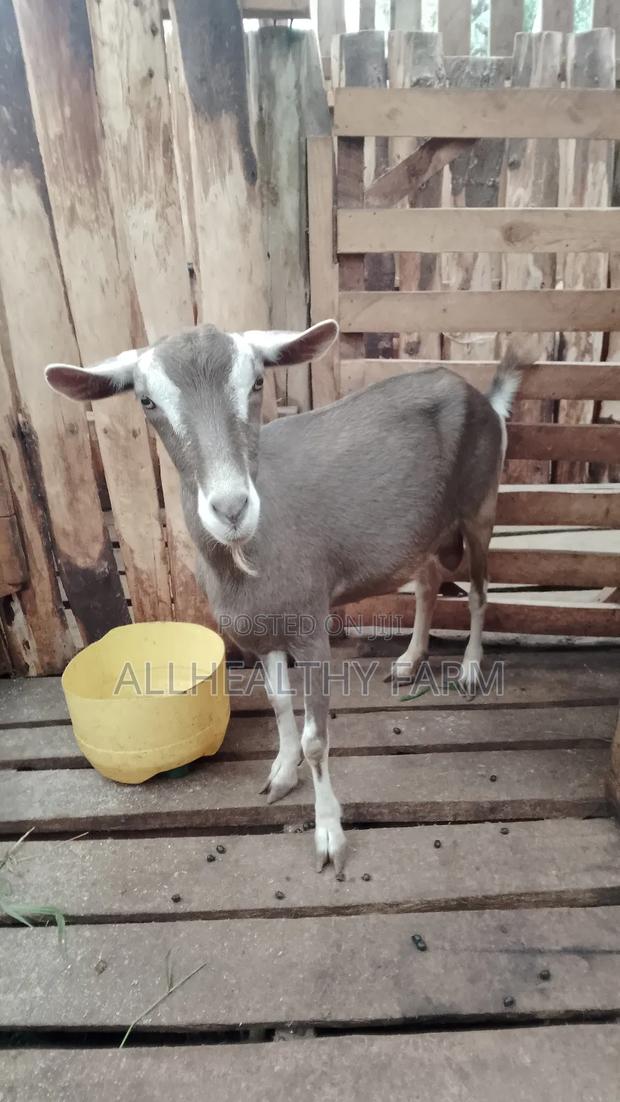 Female Dairy Goat - thumbnail 4