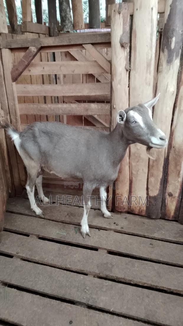Female Dairy Goat - main view