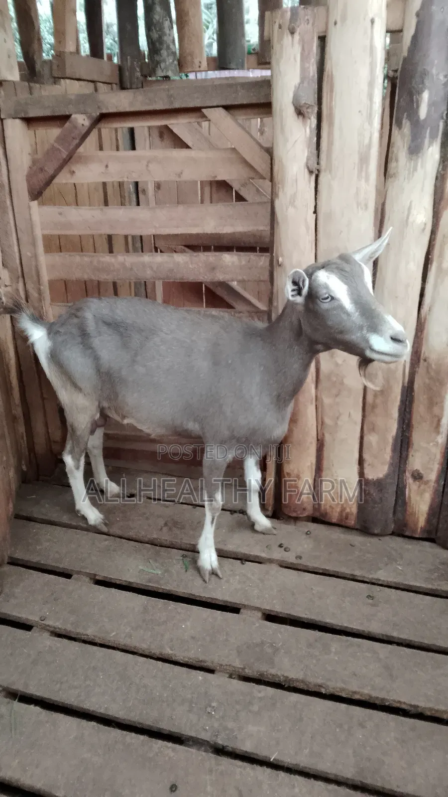 Female Dairy Goat