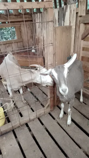 Female Dairy Goat