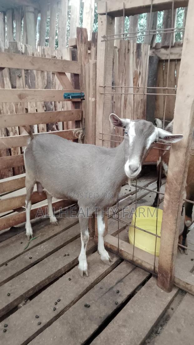 Female Dairy Goat - thumbnail 6