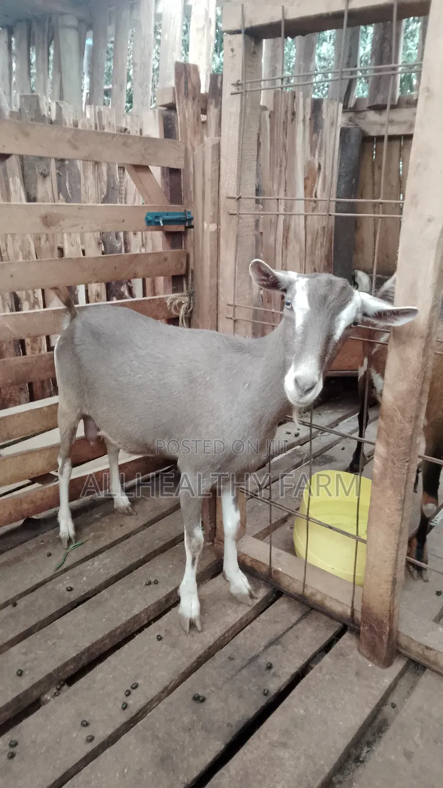 Female Dairy Goat