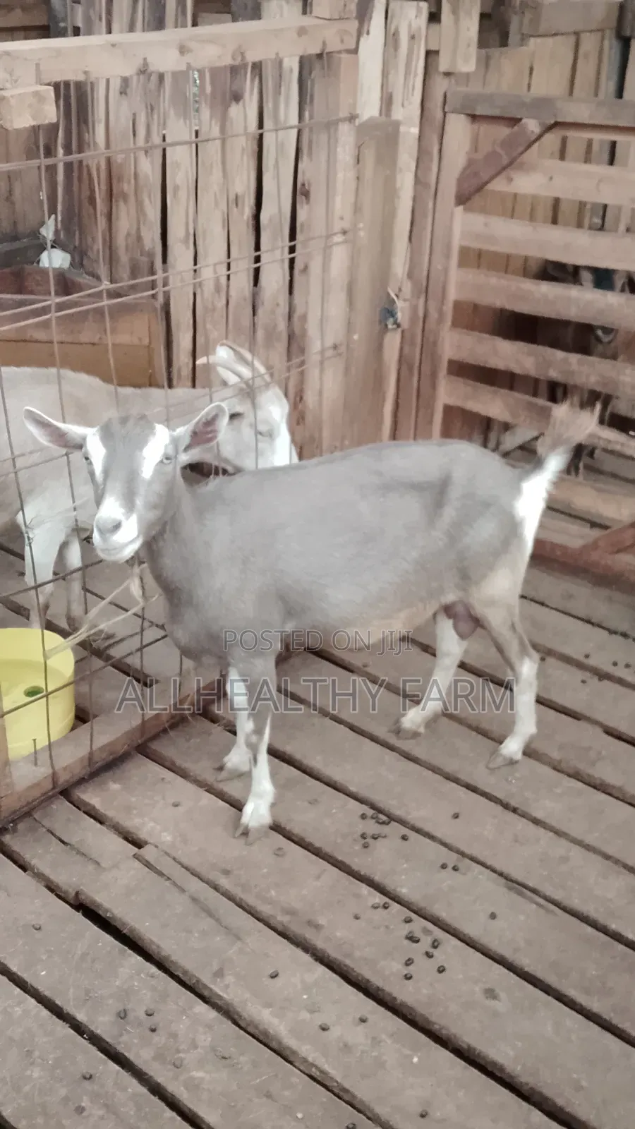 Female Dairy Goat