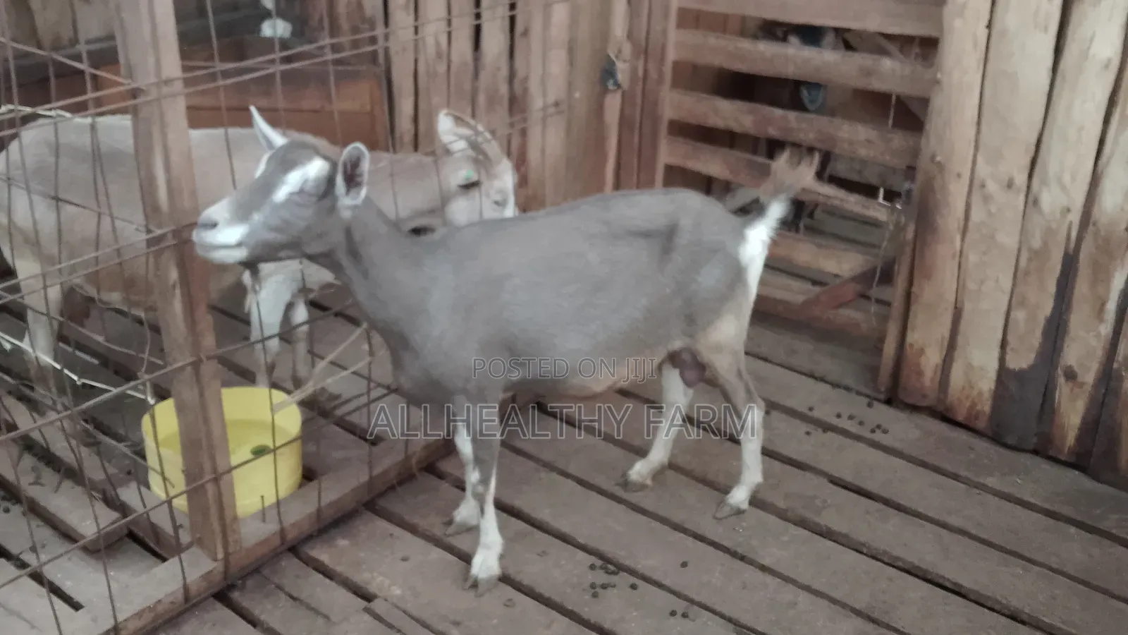 Female Dairy Goat