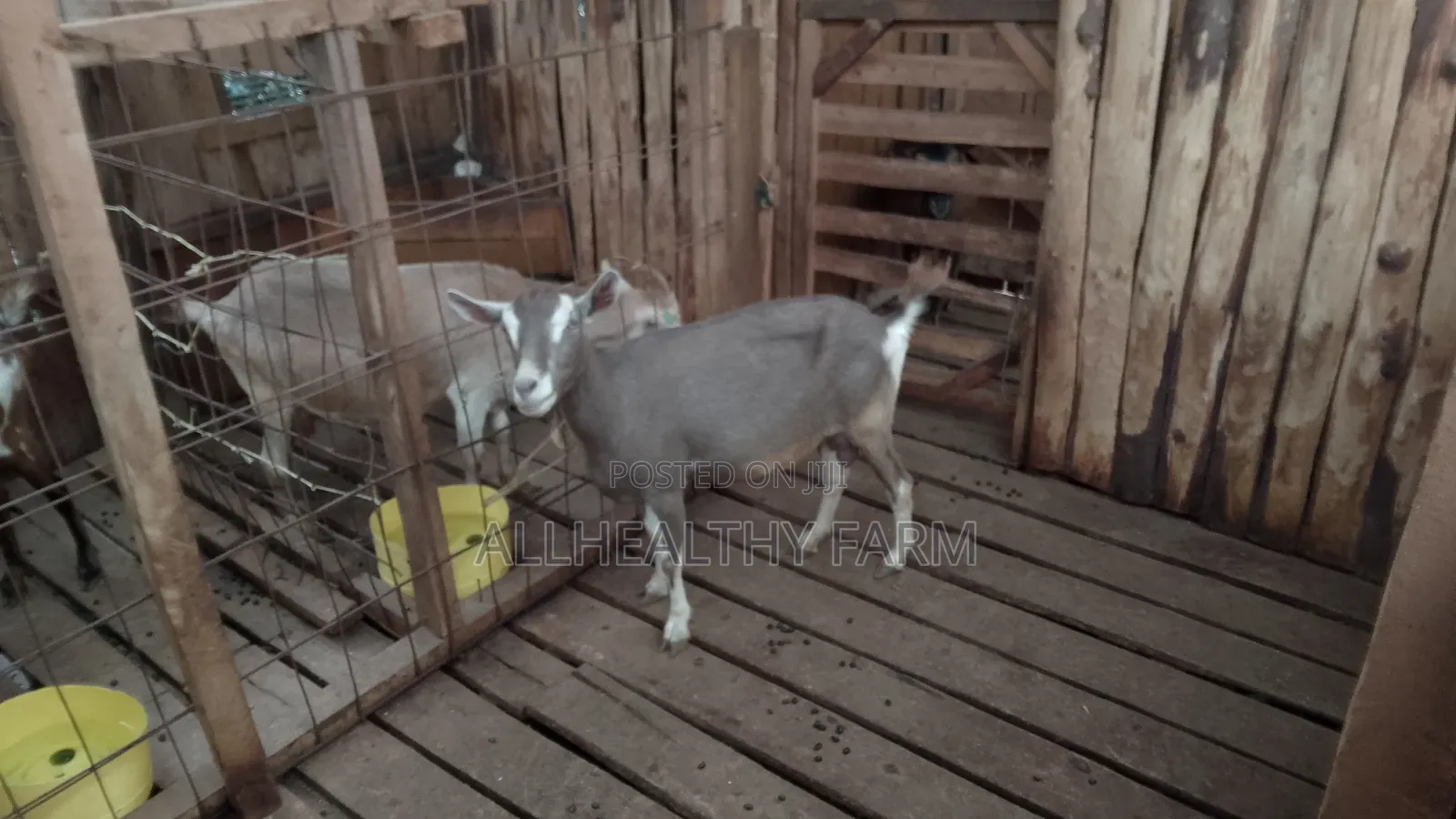 Female Dairy Goat