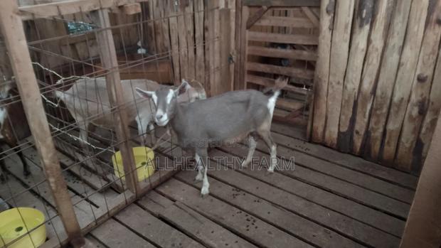 Female Dairy Goat - thumbnail 10