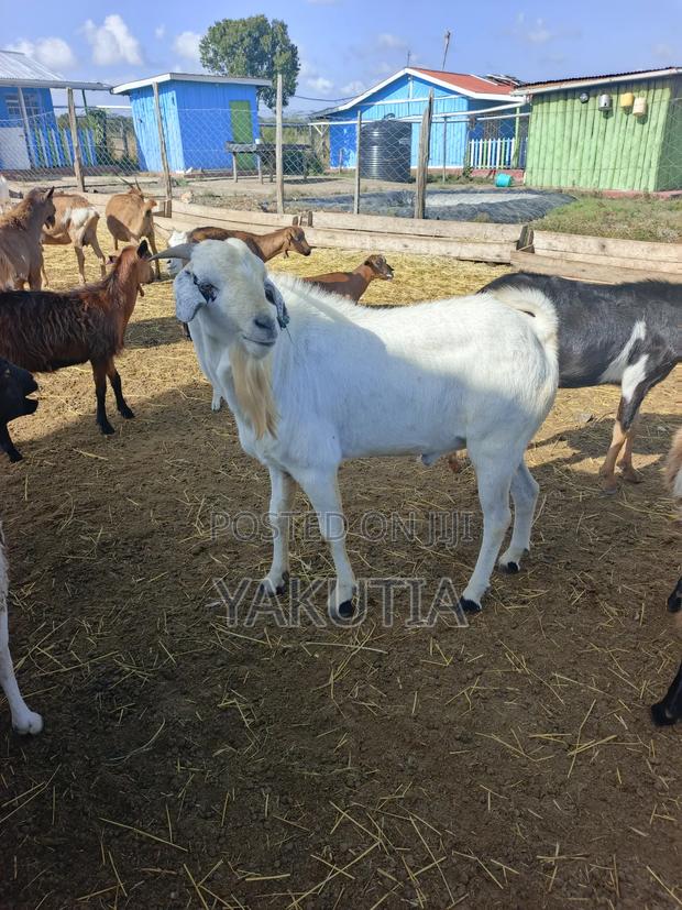 Pure Dorper Rams - thumbnail 8