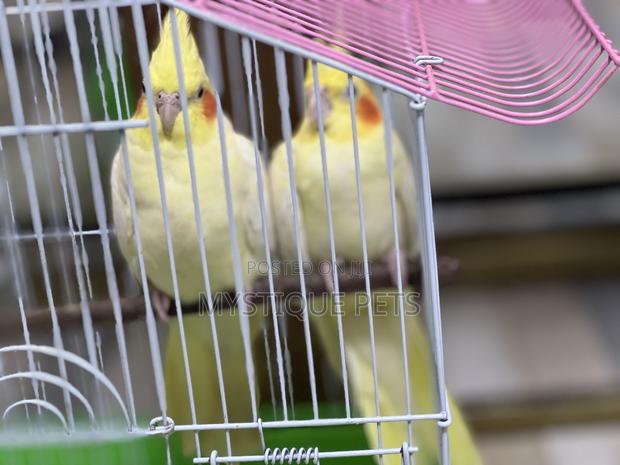 Cocktails Bird - main view