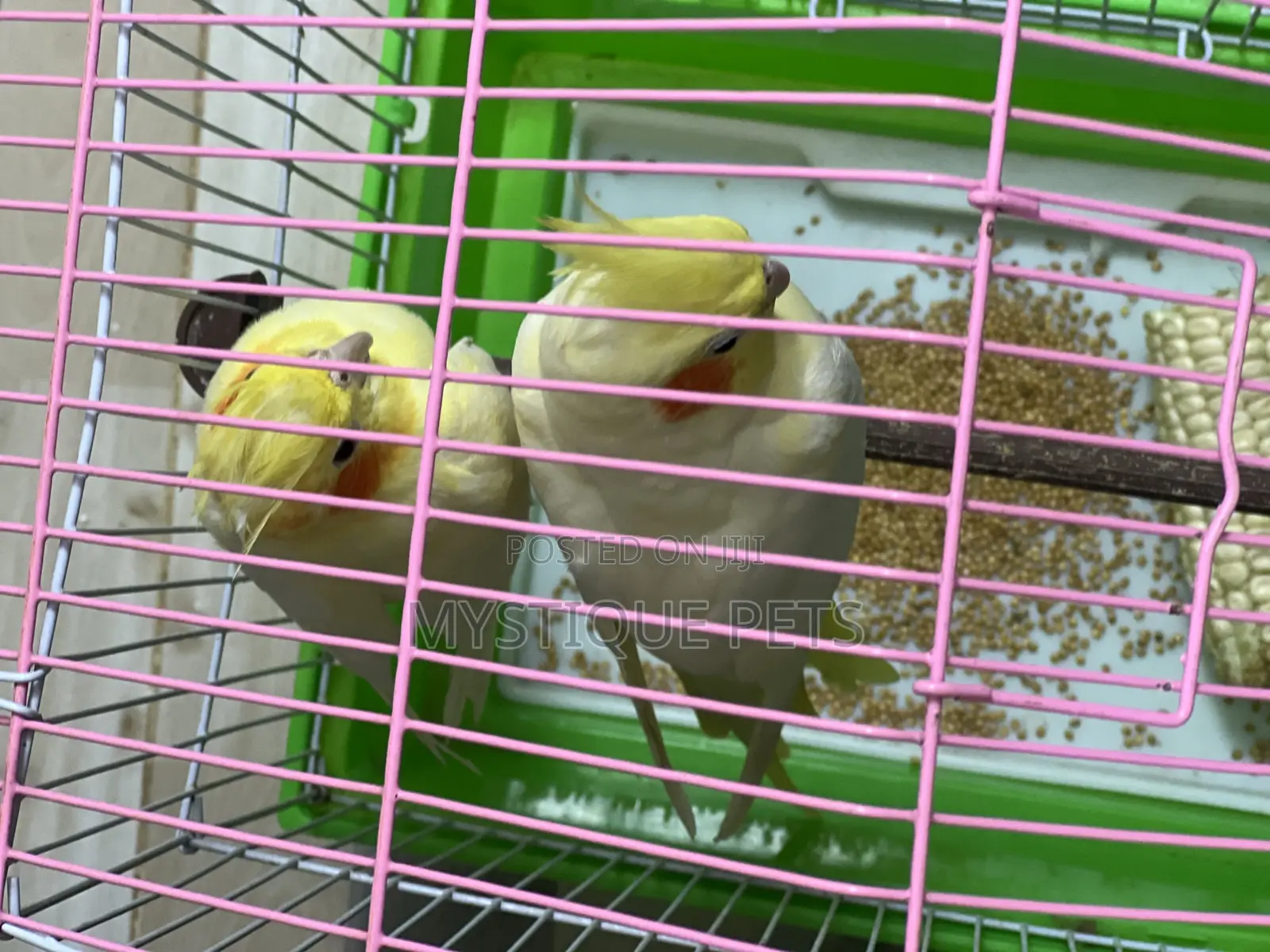 Cocktails Bird