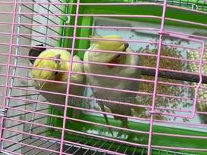 Cocktails Bird