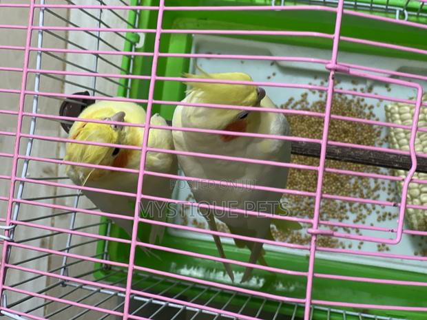 Cocktails Bird - thumbnail 2